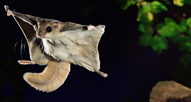 Aquí aparecería una ardilla voladora, y a volar!!!